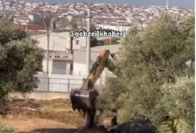Gebze Köşklü Çeşme'de zeytin ağaçlarını iş makineleriyle söktüler