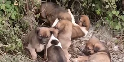 BU ANNE VE 7 MİNİK CAN KURTARILMAYI BEKLİYOR