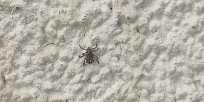 Gebze'de kene paniği