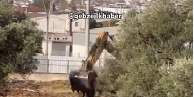 Gebze Köşklü Çeşme'de zeytin ağaçlarını iş makineleriyle söktüler