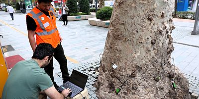 Kocaeli'de Asırlık ağaçlar tomografiyle korunacak
