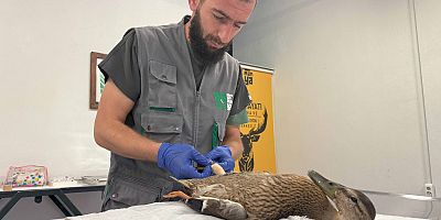 Yorgun ördeğin yardımına Büyükşehir yetişti